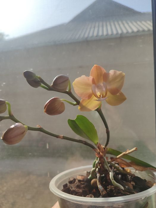 Цветочки орхидея