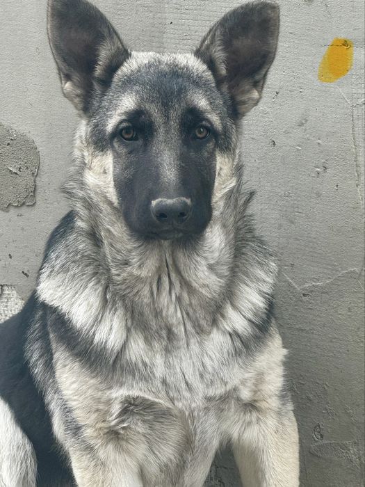 Щенки Восточной европеецкой овчарки .