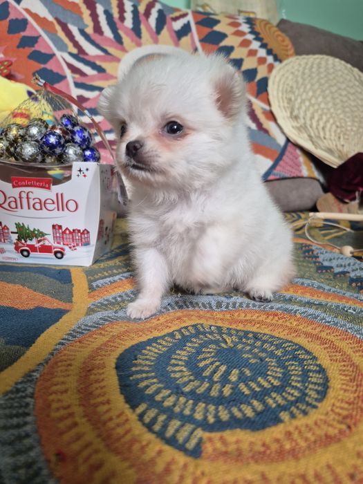 Померанский шпиц супермини