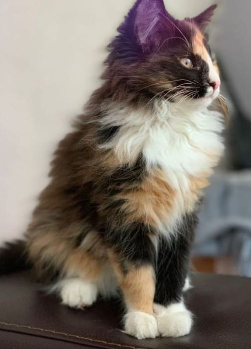 Siberiana de pădure fetita