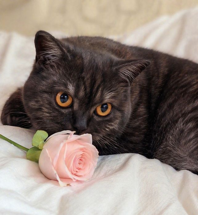 Шотландская кошечка.Стерелизована