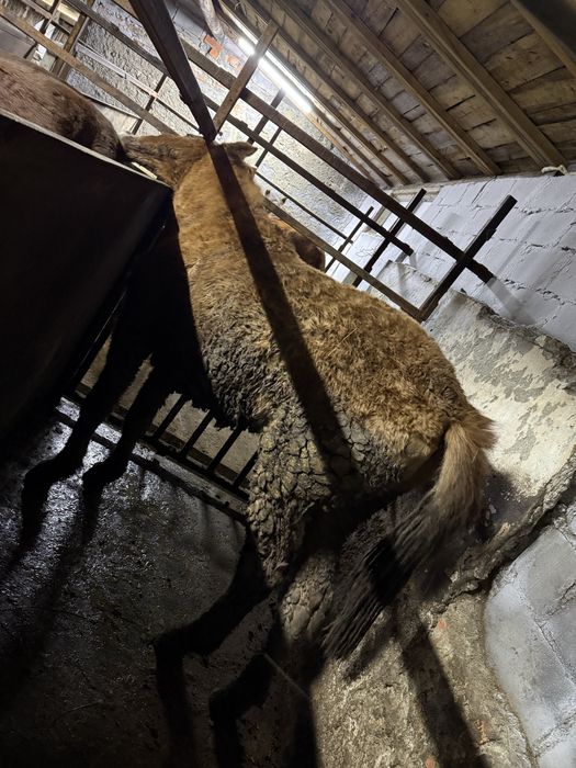 Лошадь с откорма жирная.