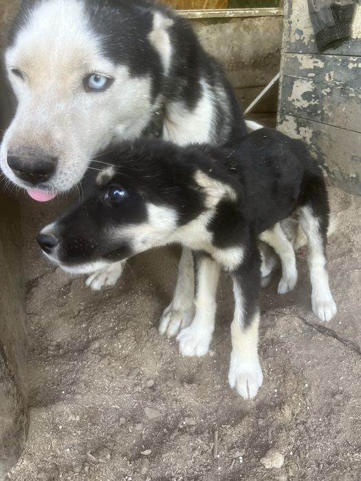 Donez spre adoptie pui de husky siberian. Somova, Tulcea.