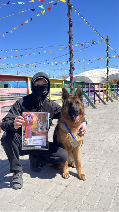 Предлогаю к бронированию щенков немецкой овчарки.