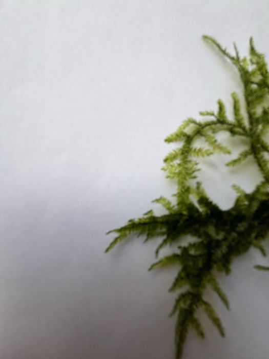 Peacock Moss (Taxiphyllum sp.) – жив аквариумен мъх