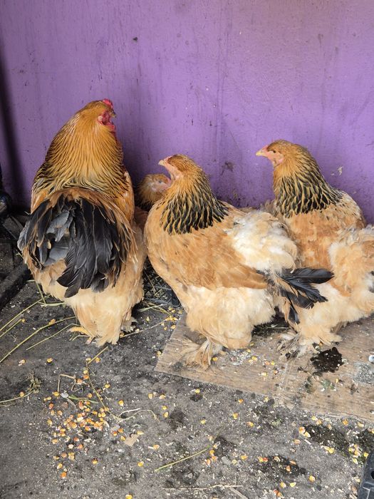Vând găin de rasă brahma columbia