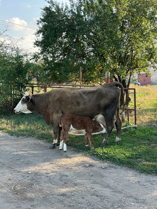 Vând vaci bune de lapte