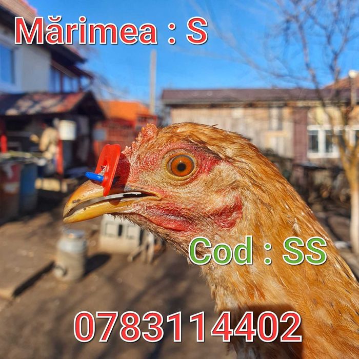 Gaini Fazani Pauni Pasari Pui-Impotriva Luptelor-Ochelari FARA AC - SS