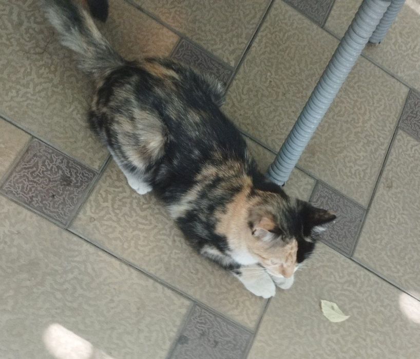 Zotdor tigr laqabli mushuk