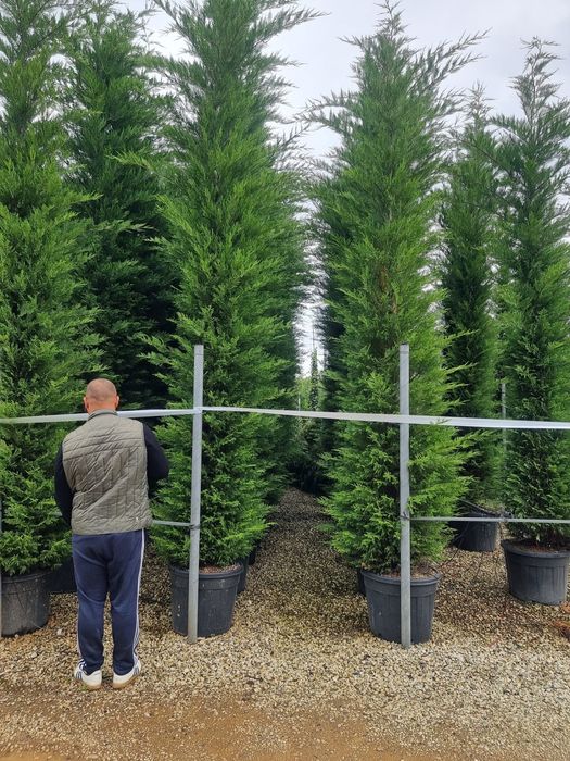 Leylandy toate dimensiunile calitate extra