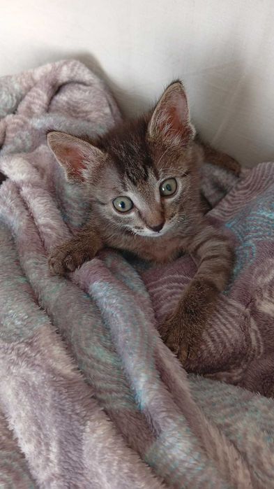 Котята в ответственные руки