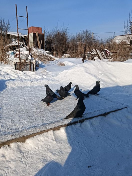 Продам турецкую таклу