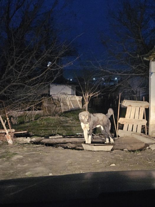 2 жасар казахы тобет