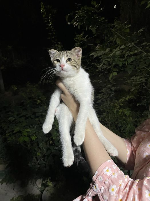 Смешанный веслоухий котенок