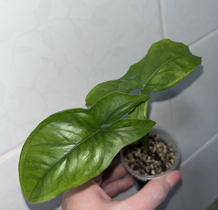 Сингониум Мохито