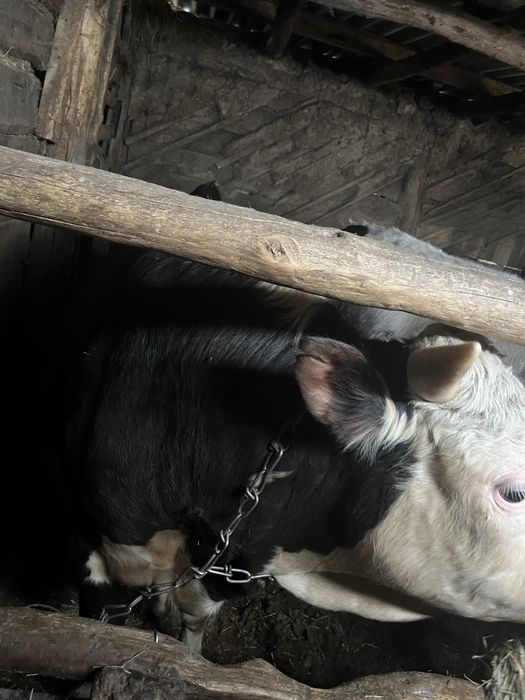 Продам бычков с откорма
