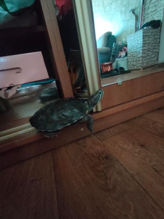 Срочно отдам черепашек