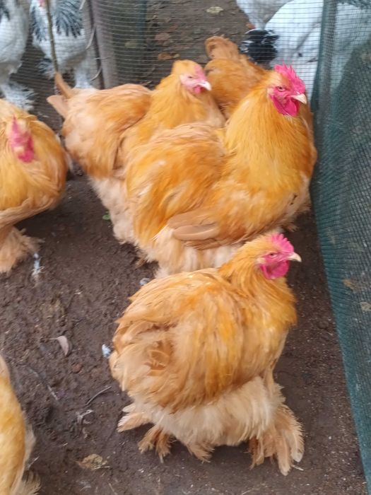 Cochinchina galben cocosi 2026