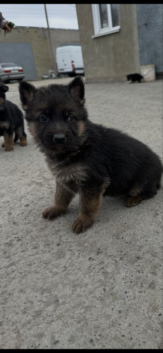 Щенки немецкой овчарки.