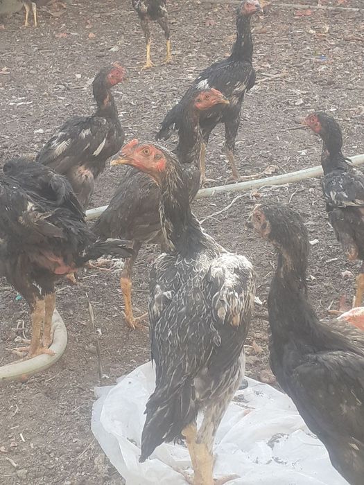 Цыплята  о шамо на Юнусобаде