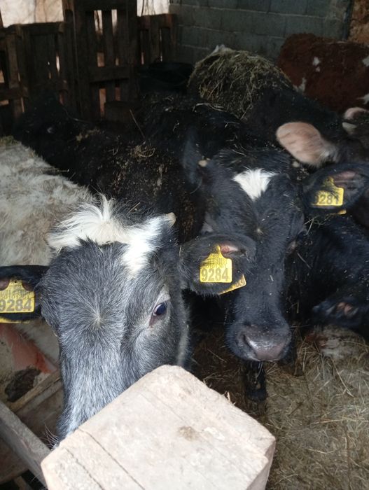 Vând 17 viței 9 femele și 8 masculi