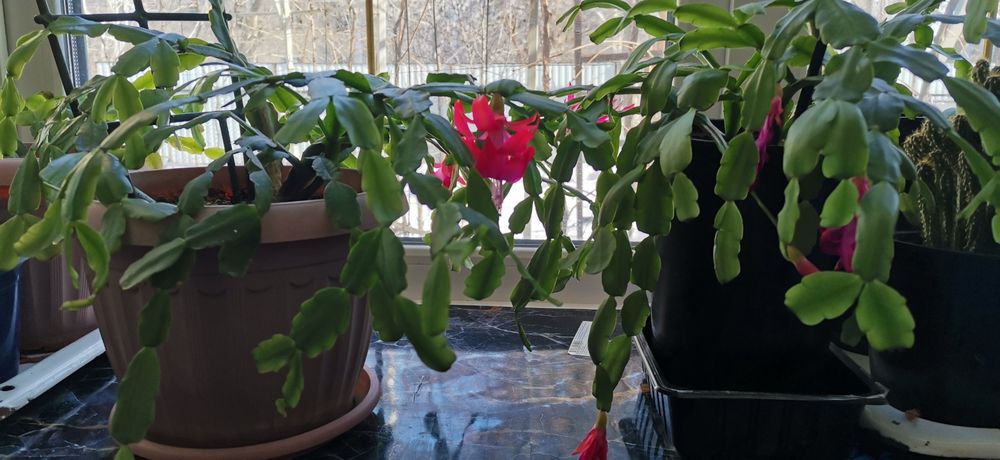 Продам цветок "декабриста"