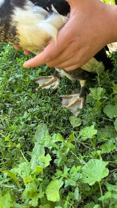 Продам утка срочно!2шт