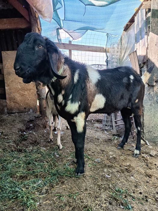 Țap de rasa anglonubian 2.5 ani