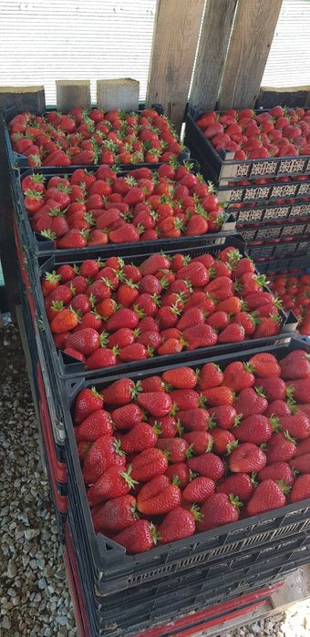 Разсад алба,Априка и клери