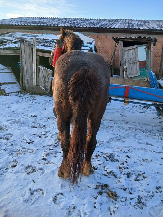 Disponibil armăsar de 4 ani