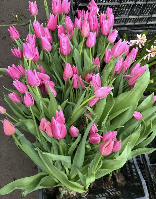 Тюльпаны оптом и в розницу  голландские