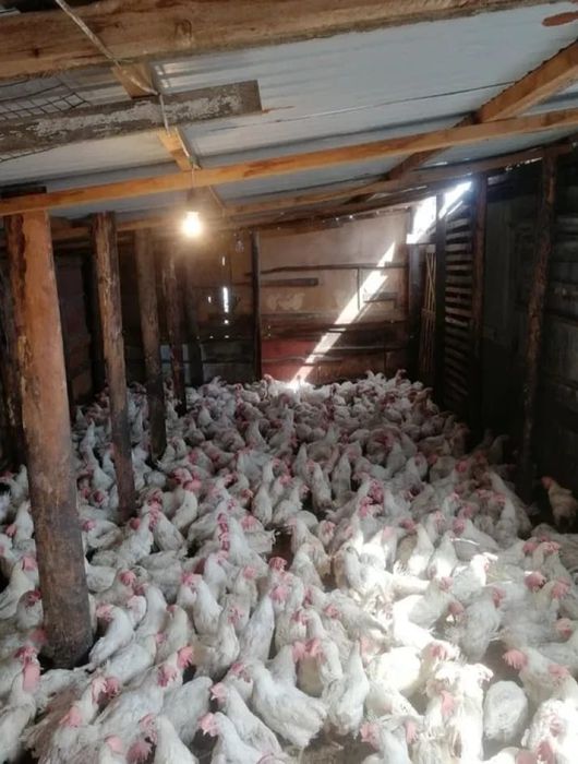 Продаются куры несушки