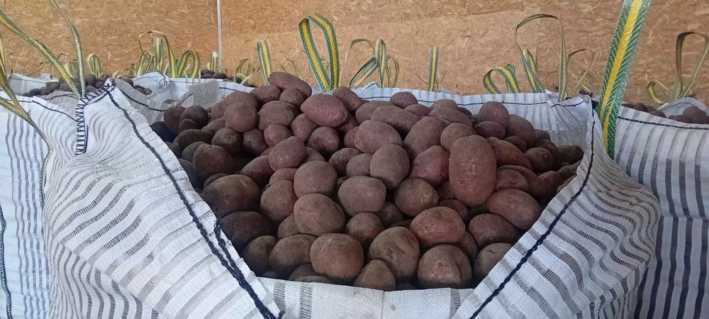 Cartofi consum 60 bani pe kg