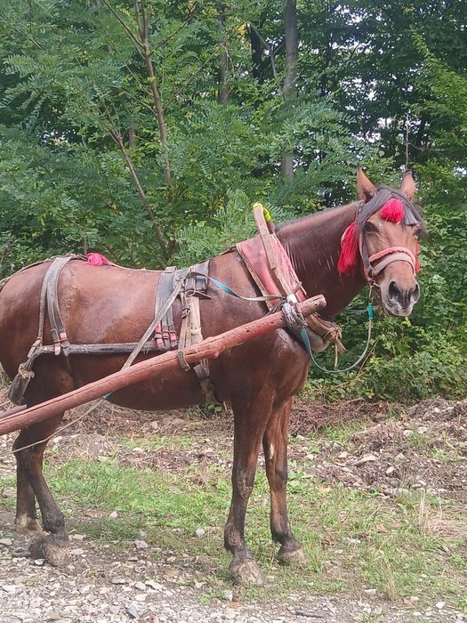 Vânzare cal  castrat
