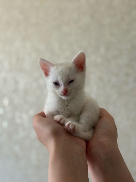 Белые котята срочно продается