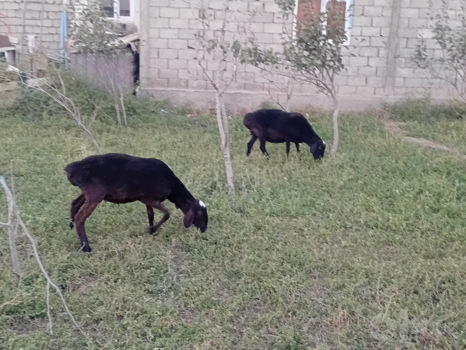 Bo'g'oz ona bola quy sotiladi.ikkoviham bugoz. Quy . bara. soliq
