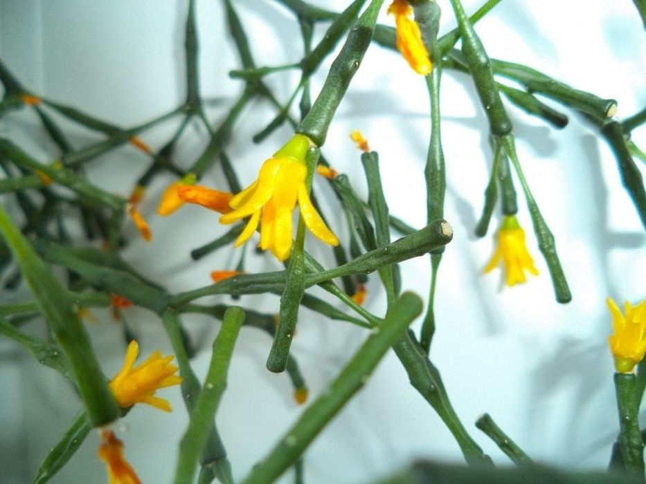 Продам комнатные цветы