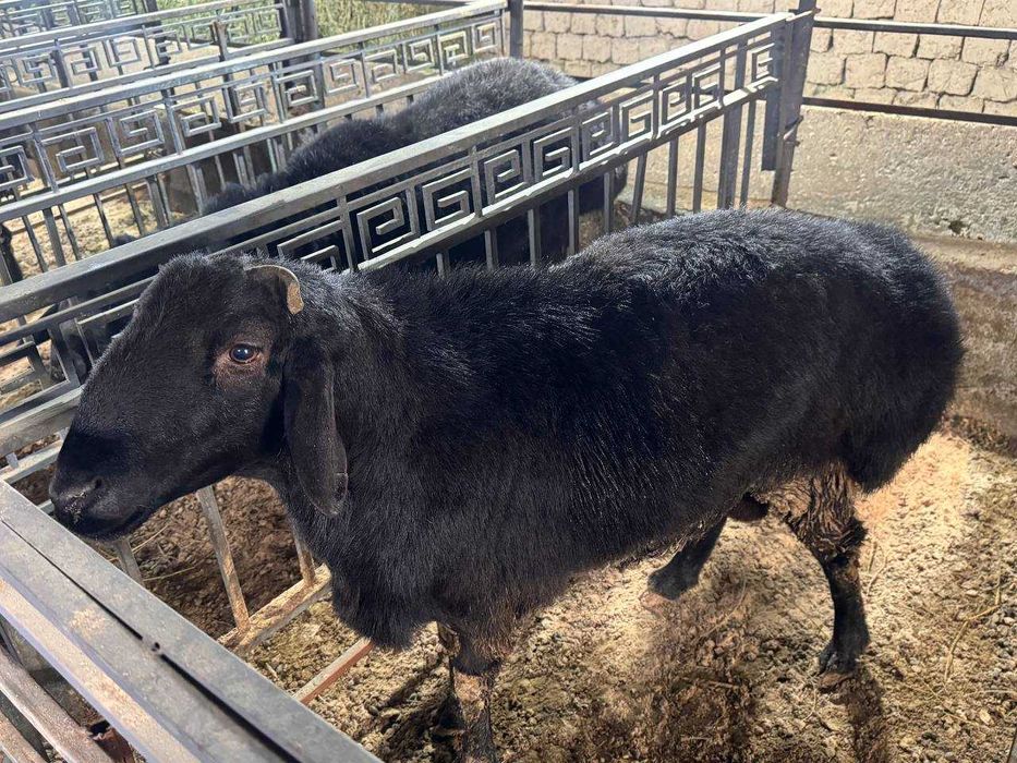 Qochqor qoy. Курбонлик ва насил олиш учун кучкорлар мавжуд