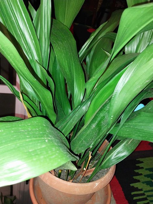 Flori naturale Aspidistra, o planta din China, Himalaya si Japonia.