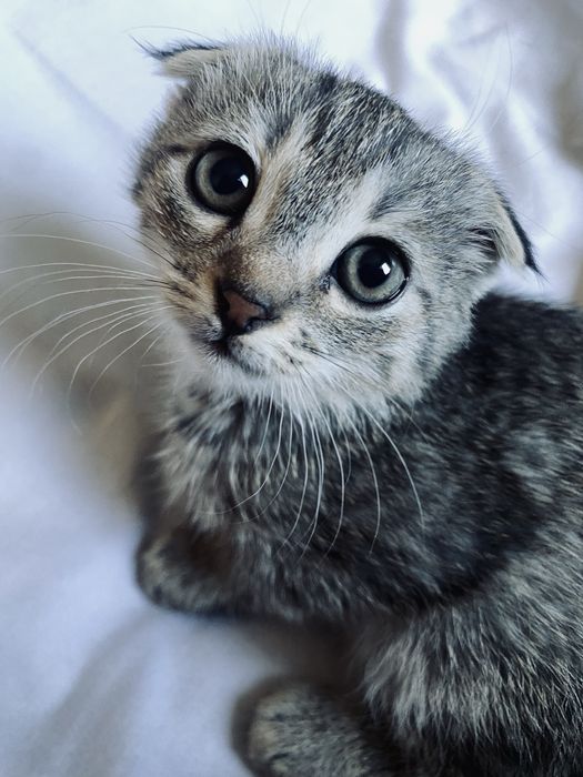 продается котенок шотландский