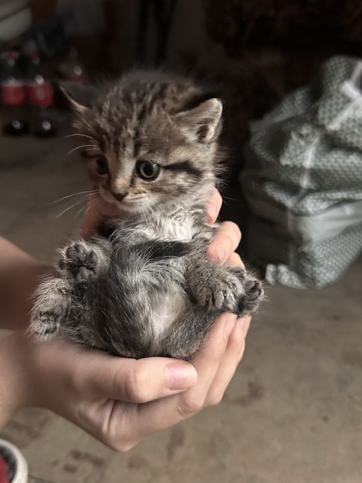 котята бесплатно