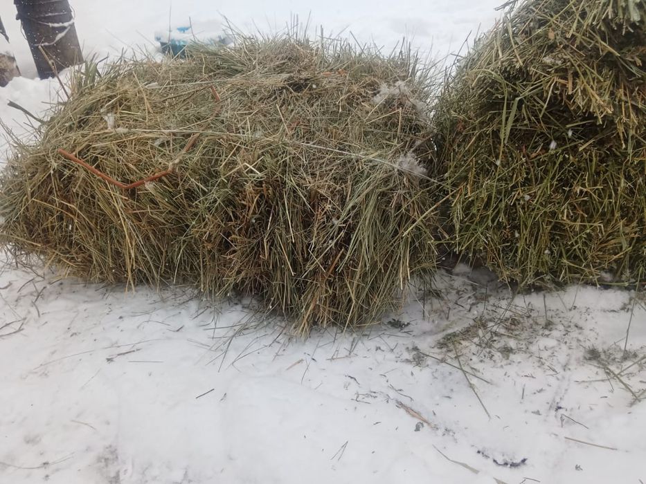 Жонышка кырдын шобы