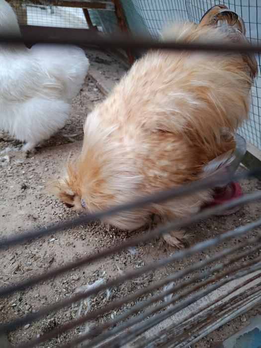 Yapon paroda  1 para