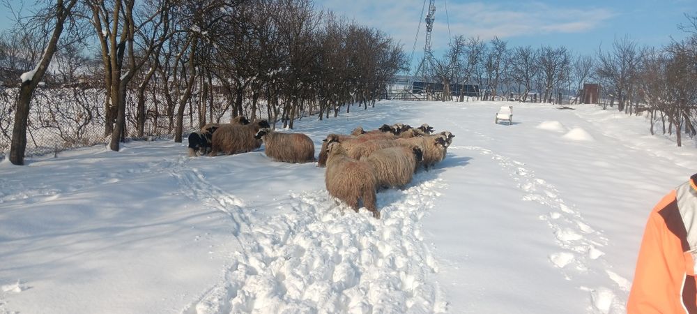 Oi tinere de vânzare.