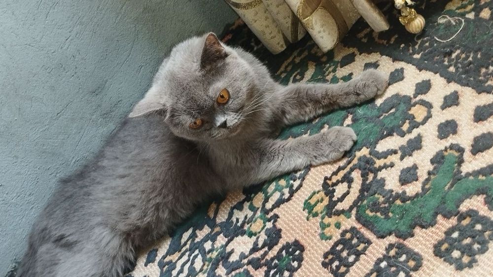 продаётся британская кошка