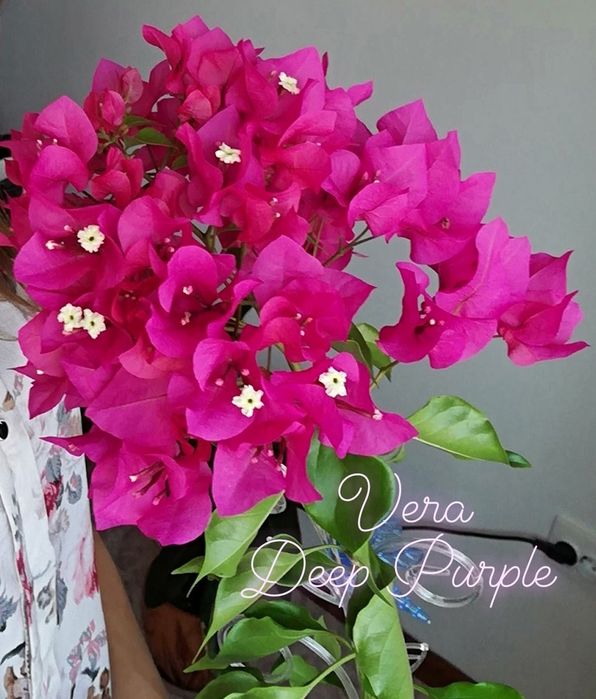 Черенки бугенвиллий (Бугенвиллия)