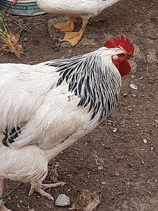 De vânzare cocosi rasa susex