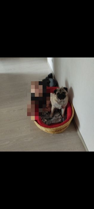 Передержка собак