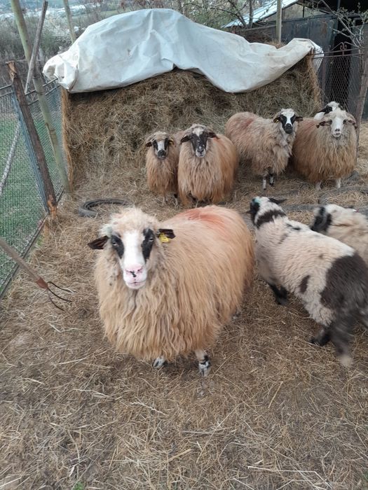 Vând oaie pentru sacrificat