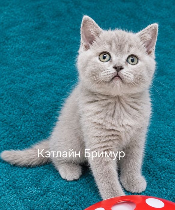 Британская девочка из питомника